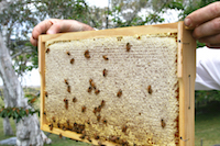 Moonbah Bees